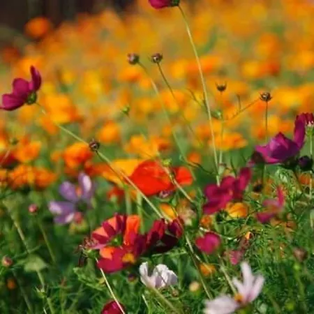 Pension Jakubowo Jakubowo